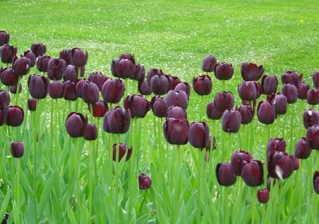 Keukenhof