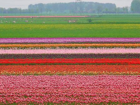 Tulipes