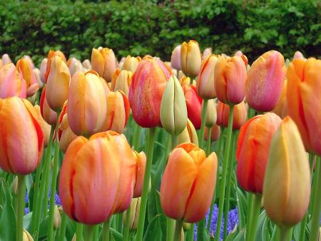 Keukenhof