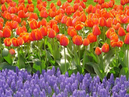Keukenhof