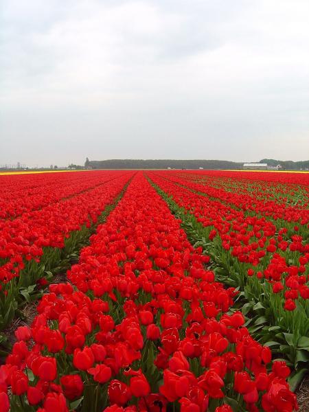 Tulipes