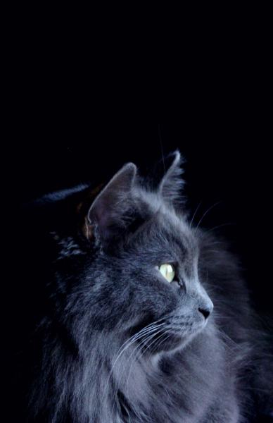 Sélène