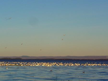 Les oies blanches